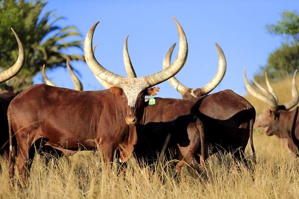 Cattle