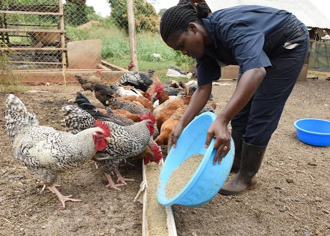 Feeding poultry