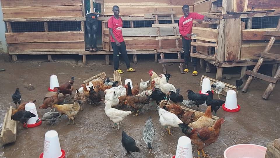 Sheana Farms poultry