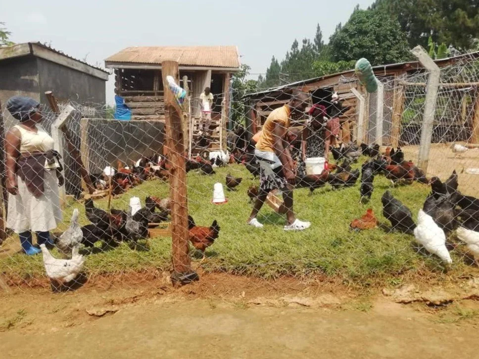 Sheana Farms poultry