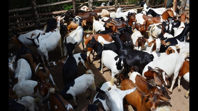 Sheana Farms livestock