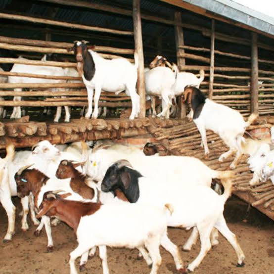 Goats at Sheana Farms
